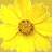 Flowers icon graphics