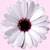 Flowers icon graphics