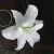 Flowers icon graphics