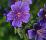Flowers icon graphics