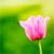 Flowers icon graphics