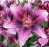 Flowers icon graphics