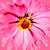 Flowers icon graphics