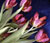 Flowers icon graphics