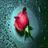 Flowers icon graphics