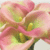 Flowers icon graphics