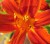 Flowers icon graphics