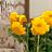 Flowers icon graphics