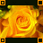 Flowers icon graphics