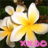 Flowers icon graphics