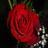 Flowers icon graphics