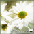 Flowers icon graphics