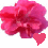 Flowers icon graphics
