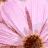 Flowers icon graphics