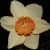Flowers icon graphics