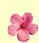 Flowers icon graphics