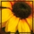 Flowers icon graphics