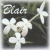 Flowers icon graphics