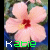 Flowers icon graphics