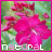 Flowers icon graphics