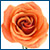 Flowers icon graphics