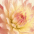 Flowers icon graphics