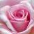 Flowers icon graphics