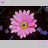 Flowers icon graphics