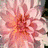 Flowers icon graphics