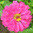 Flowers icon graphics