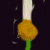 Flowers icon graphics