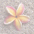Flowers icon graphics