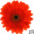 Flowers icon graphics
