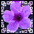 Flowers icon graphics