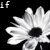Flowers icon graphics