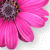 Flowers icon graphics