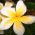 Flowers icon graphics