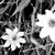 Flowers icon graphics