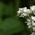 Flowers icon graphics