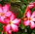 Flowers icon graphics
