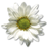 Flowers icon graphics