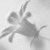 Flowers icon graphics