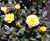Flowers icon graphics