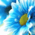Flowers icon graphics