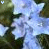 Flowers icon graphics