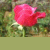 Flowers icon graphics
