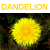Flowers icon graphics