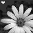 Flowers icon graphics