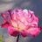 Flowers icon graphics