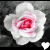 Flowers icon graphics